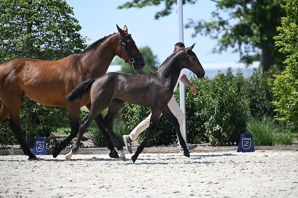 Zangersheide springpaard Hengst te koop - Foto 2