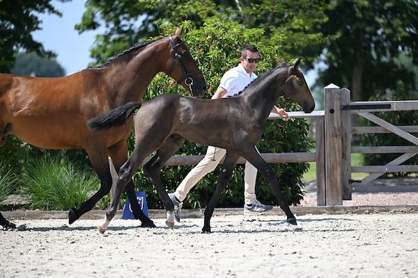 Zangersheide springpaard Hengst te koop - Foto 6