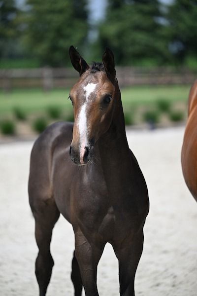 Zangersheide springpaard Hengst te koop - Foto 3