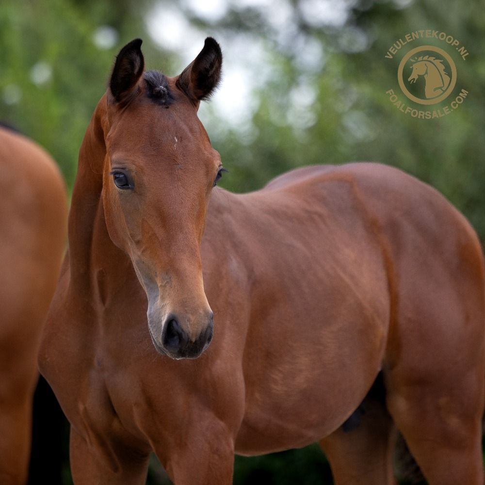Oldenburg dressuurpaard Hengst 1 jaar Bruin te koop - Foto 2