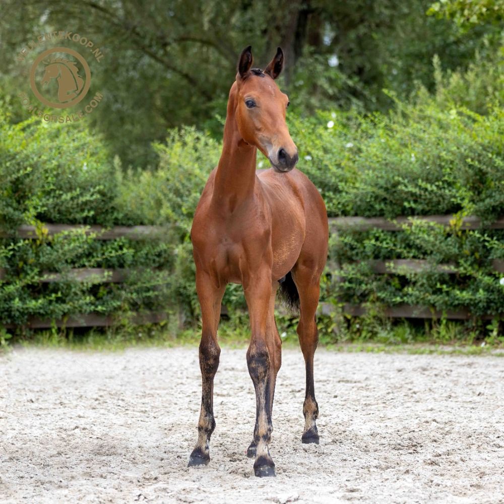 Oldenburg dressuurpaard Hengst 1 jaar Bruin te koop - Hoofdfoto