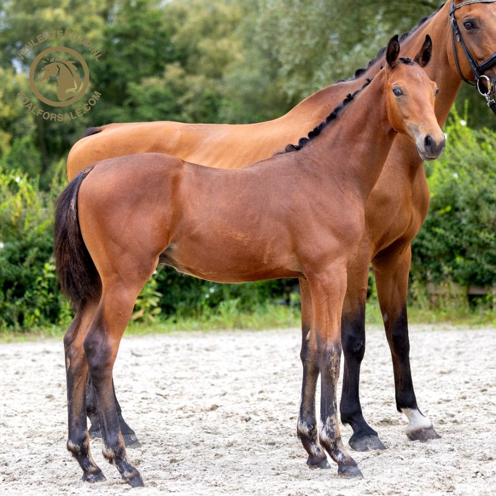 Oldenburg dressuurpaard Hengst 1 jaar Bruin te koop - Foto 5