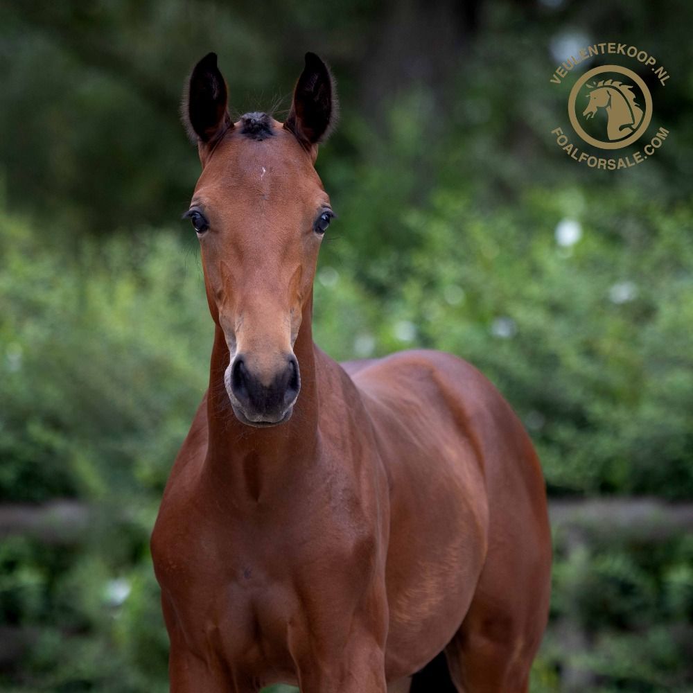 Oldenburg dressuurpaard Hengst 1 jaar Bruin te koop - Foto 3
