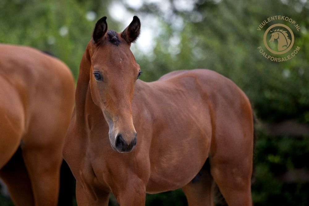 Oldenburg dressuurpaard Hengst 1 jaar Bruin te koop - Foto 4