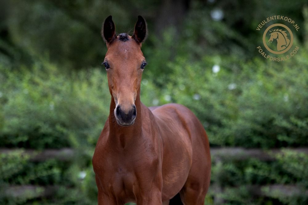 Oldenburg dressuurpaard Hengst 1 jaar Bruin te koop - Foto 6