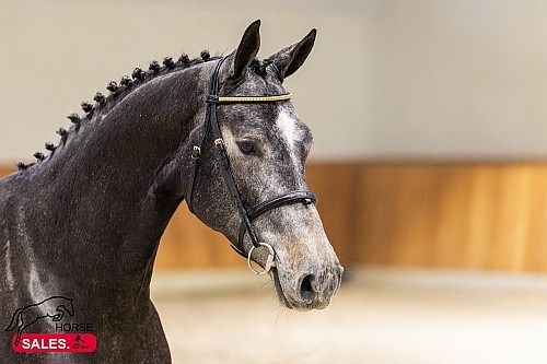 Zangersheide springpaard Ruin 3 jaar Schimmel te koop - Foto 3