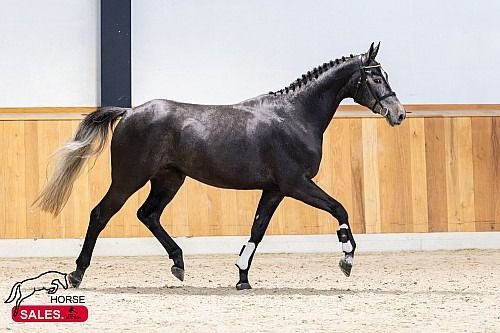 Zangersheide springpaard Ruin 3 jaar Schimmel te koop - Foto 5