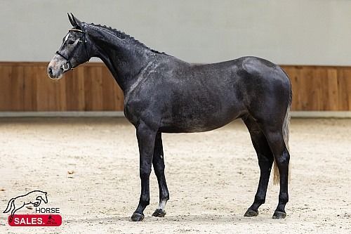 Zangersheide springpaard Ruin 3 jaar Schimmel te koop - Foto 2