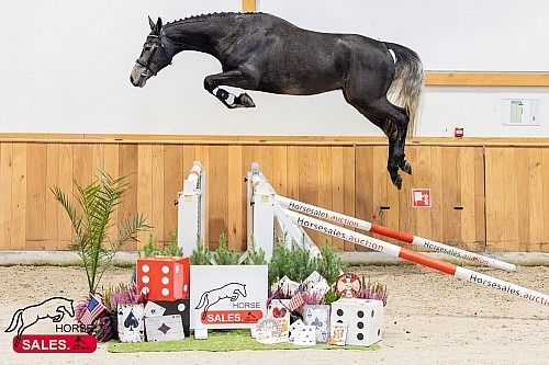 Zangersheide springpaard Ruin 3 jaar Schimmel te koop - Foto 6