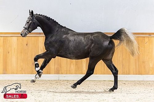 Zangersheide springpaard Ruin 3 jaar Schimmel te koop - Foto 4