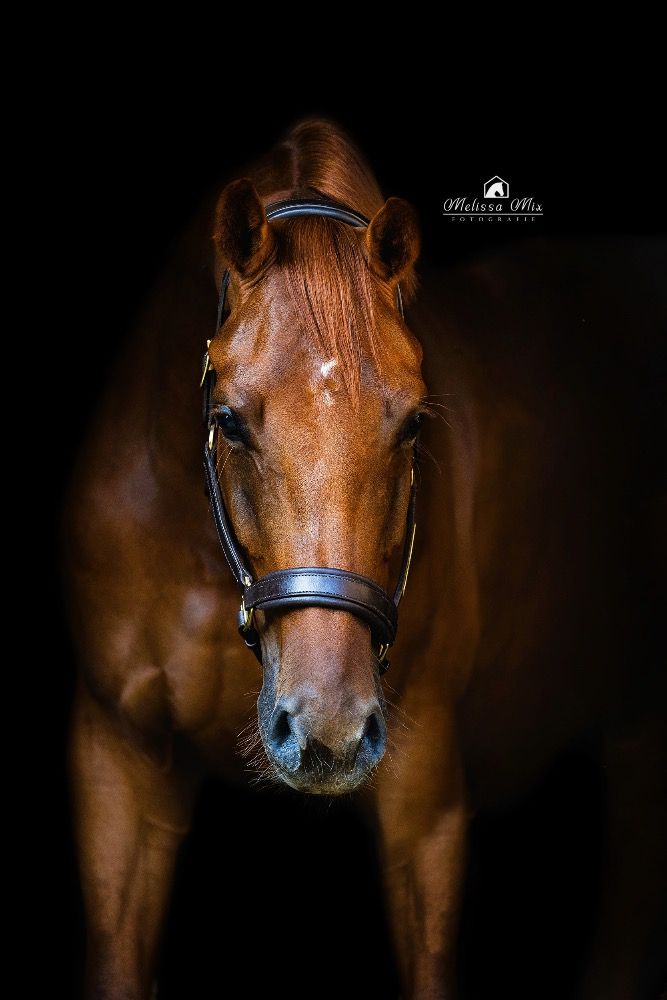 Doorlopend fijne dressuurpaarden of ponys gezocht
