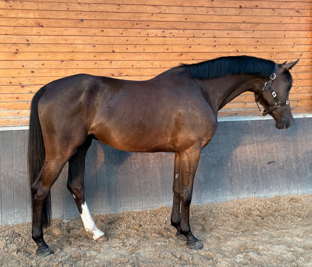 Holstein springpaard Ruin 5 jaar te koop - Foto 6