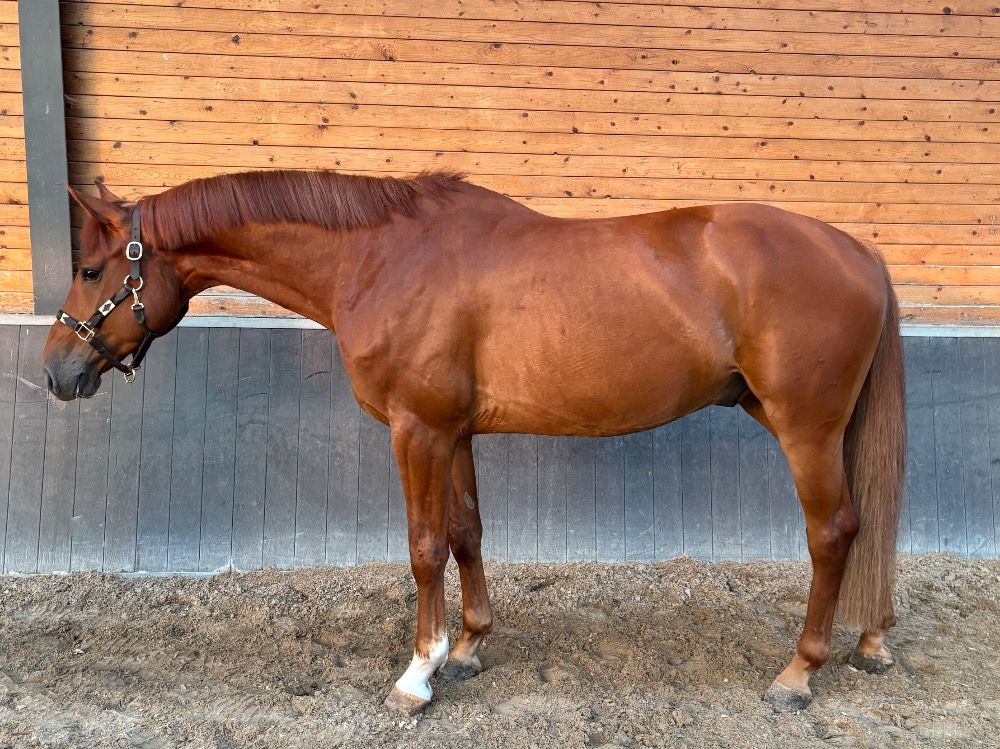 Holstein springpaard Ruin 5 jaar te koop - Foto 2