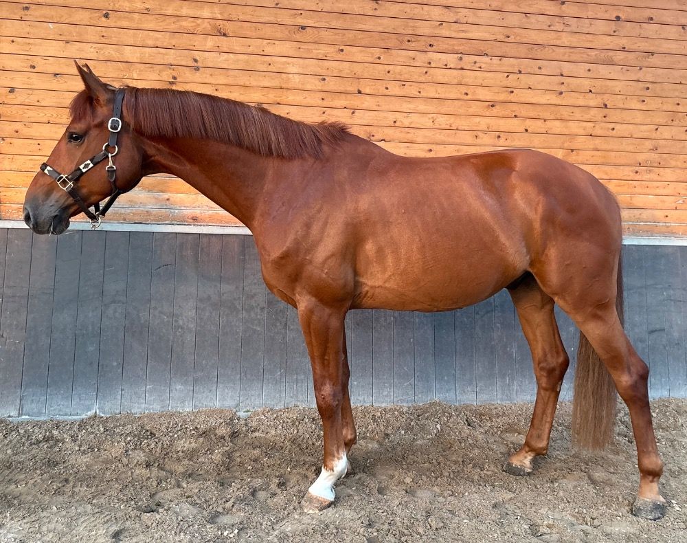 Holstein springpaard Ruin 5 jaar te koop - Foto 3