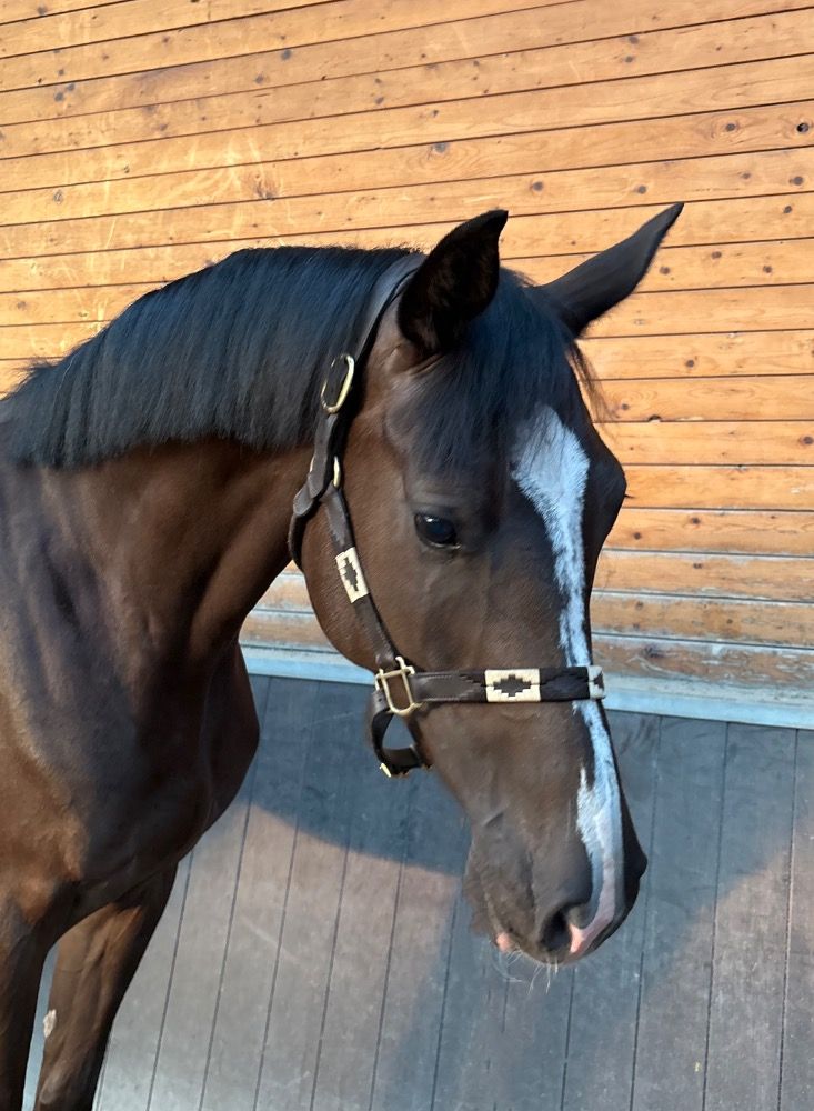 Holstein springpaard Ruin 5 jaar te koop - Foto 4