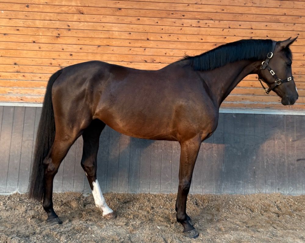 Holstein springpaard Ruin 5 jaar te koop - Foto 5