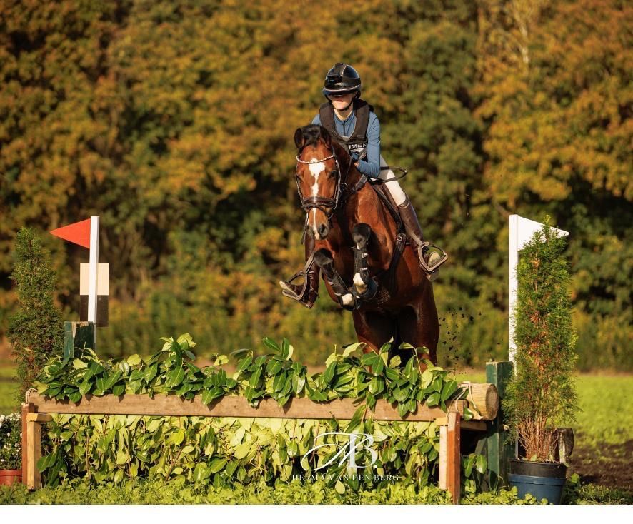 kwpn allrounder ruin 9 years old bruin for sale - Photo 3