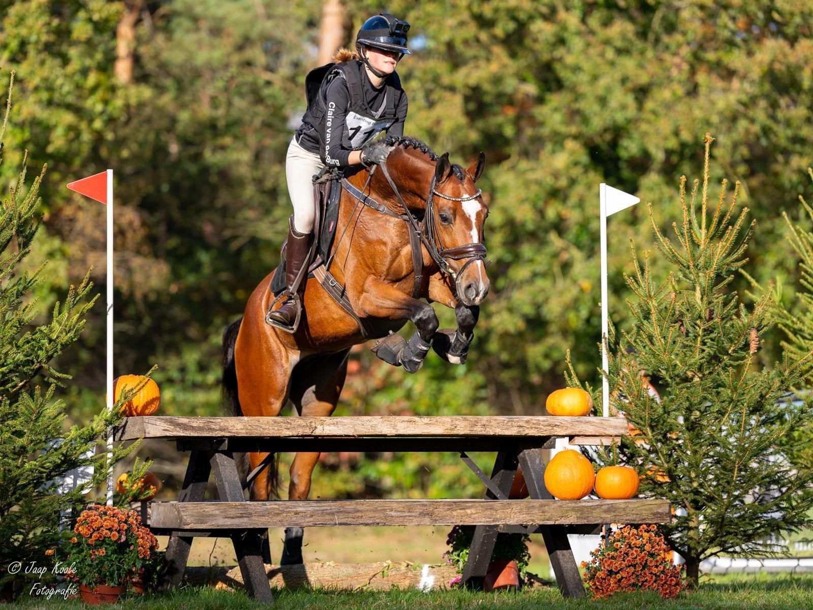 All-rounder, gelding, 9 years