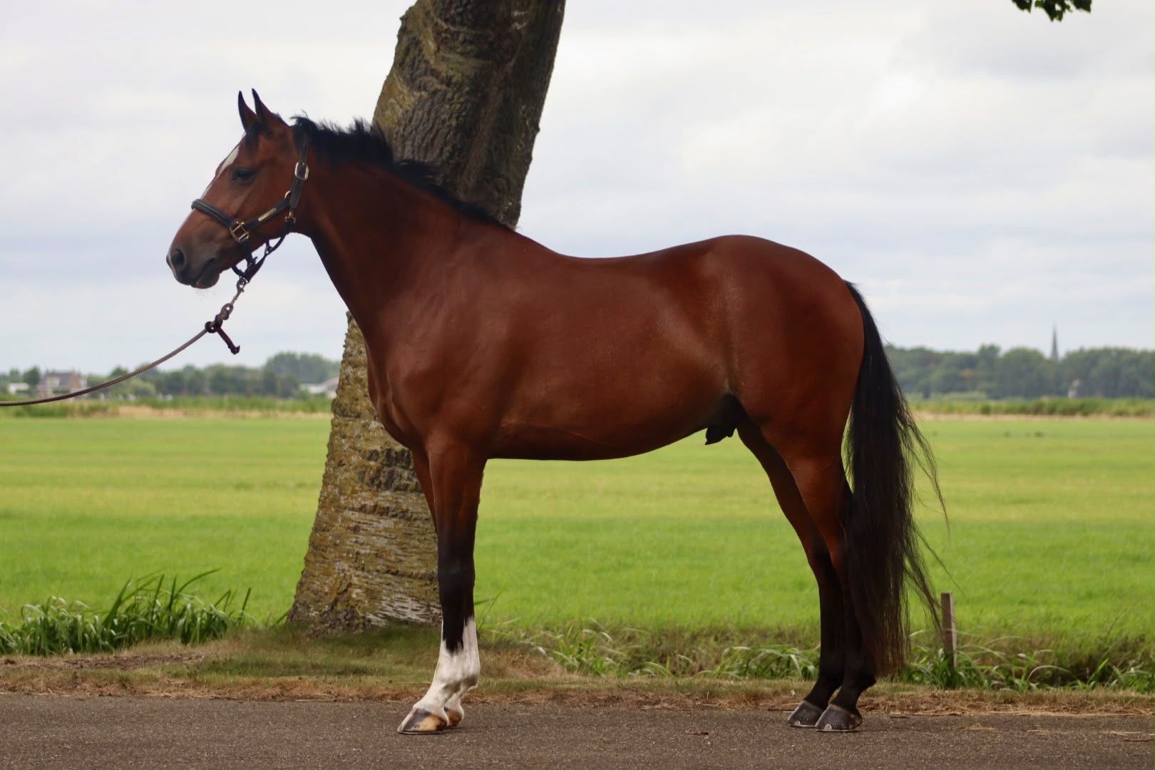 kwpn allrounder ruin 9 years old bruin for sale - Photo 6