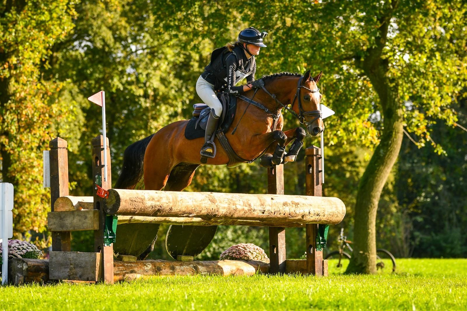 kwpn allrounder ruin 9 years old bruin for sale - Photo 2