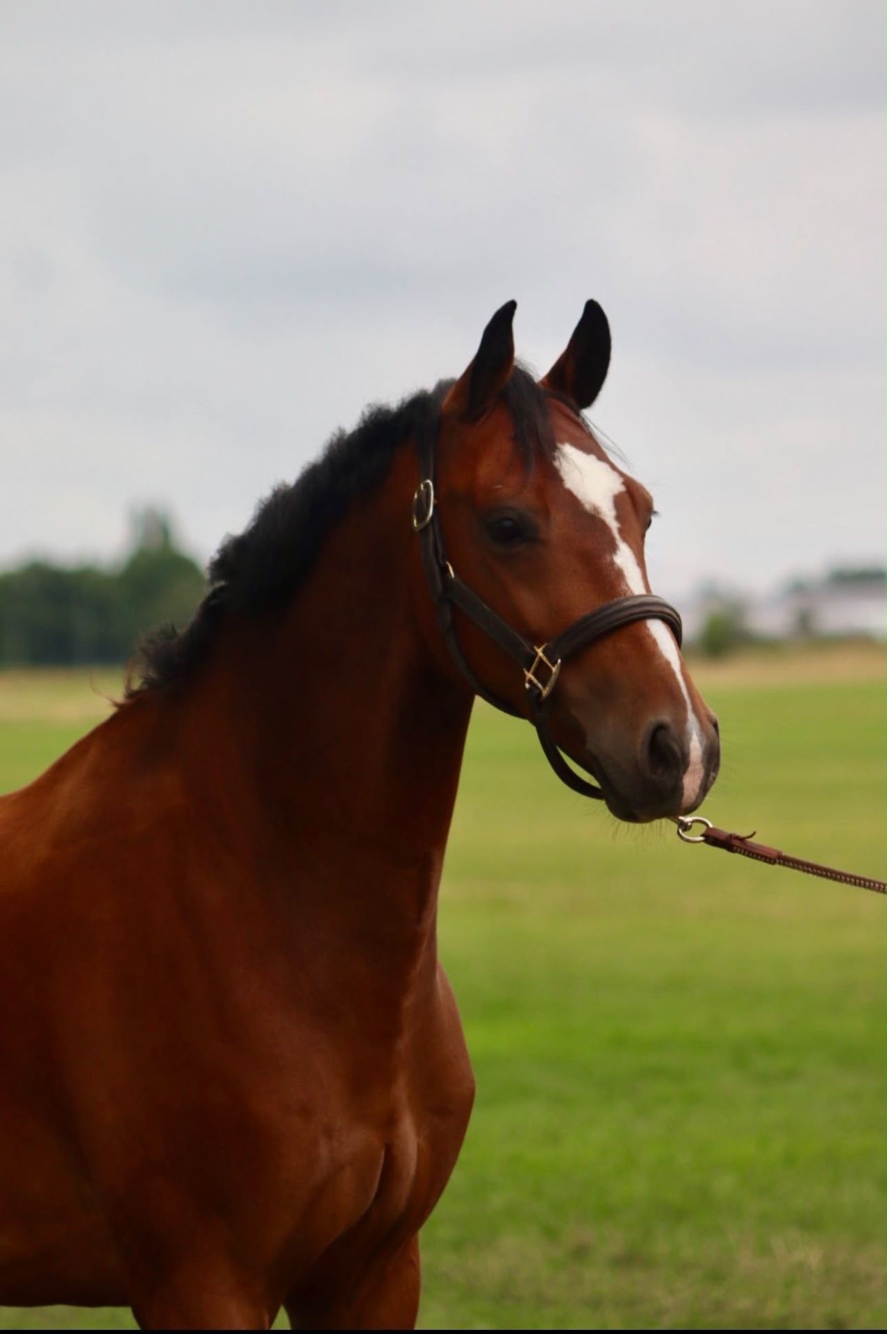 kwpn allrounder ruin 9 years old bruin for sale - Photo 5