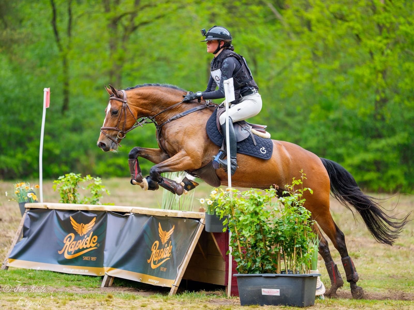 kwpn allrounder ruin 9 years old bruin for sale - Photo 4