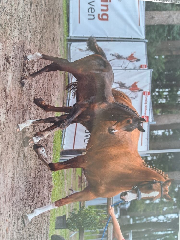 BWP springpaard Hengst Bruin te koop - Foto 2