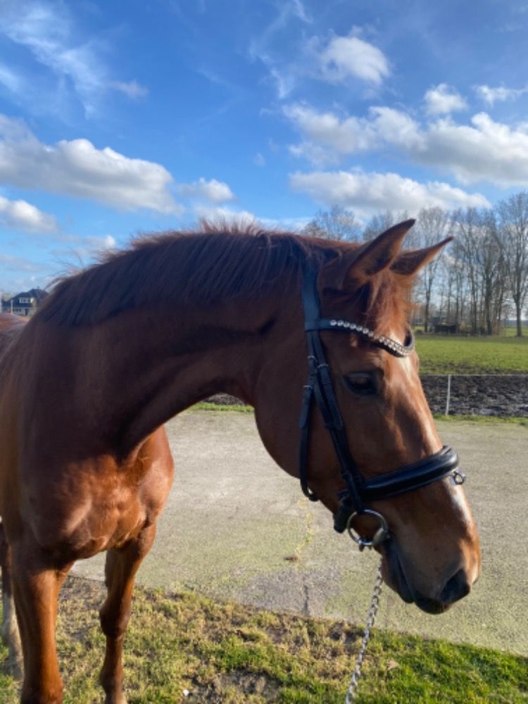 KWPN dressuurpaard Merrie 4 jaar Vos te koop - Foto 5