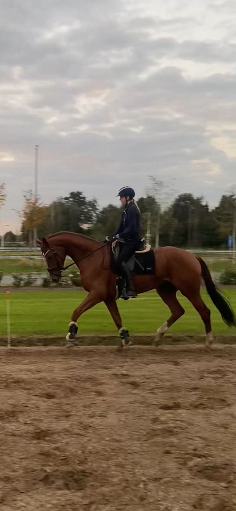 KWPN dressuurpaard Merrie 4 jaar Vos te koop - Foto 3