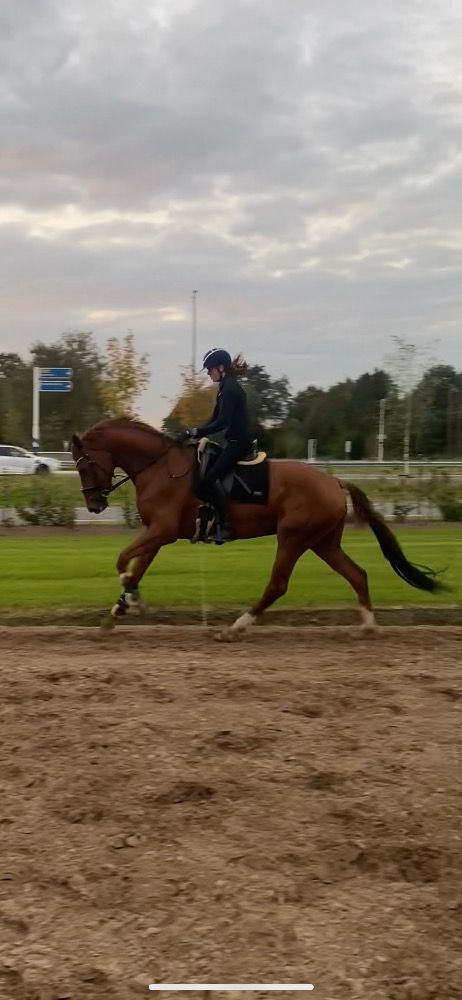 KWPN dressuurpaard Merrie 4 jaar Vos te koop - Foto 4