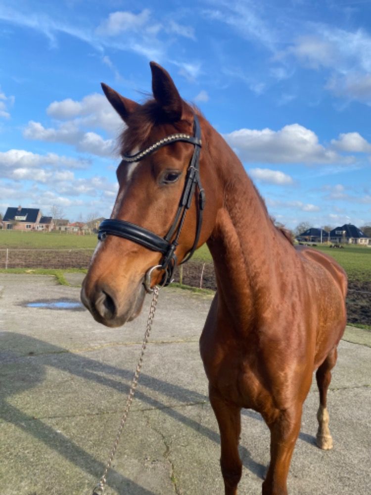 Talentvolle 4 jarige merrie uit de Karla stam!