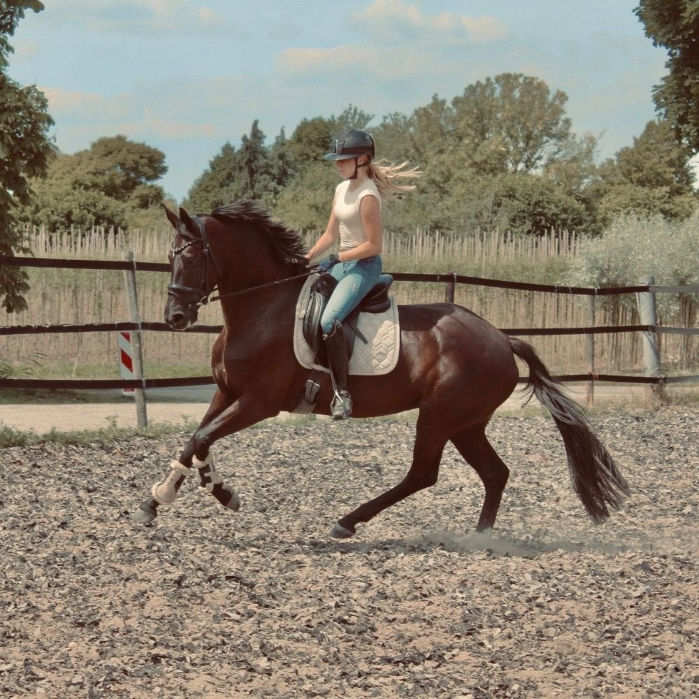 Horse wanted