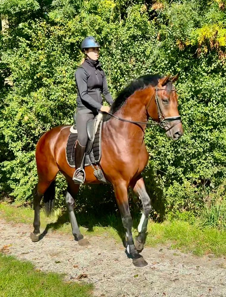 KWPN dressuurpaard Ruin 4 سنوات Zwart للبيع - صورة 5