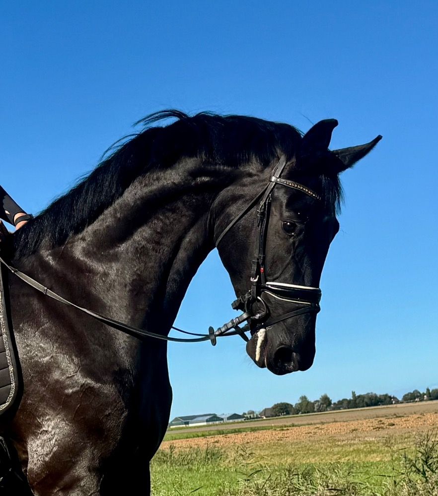 Meerdere mooie jonge  Dressuur paarden