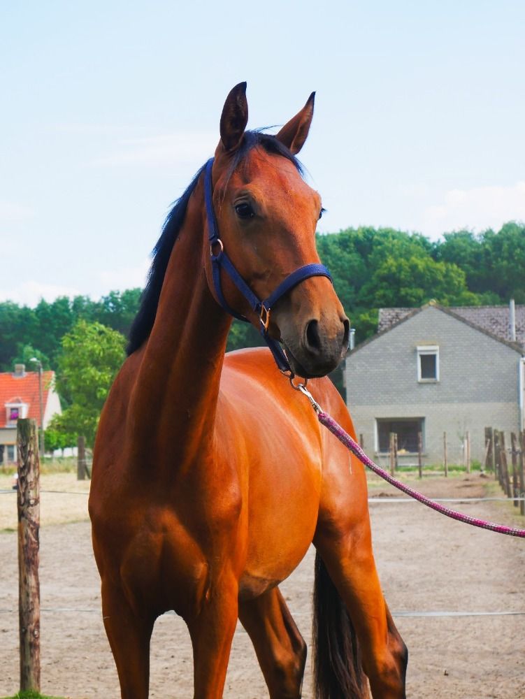 BWP dressuurpaard Ruin 2 jaar Bruin te koop - Foto 2