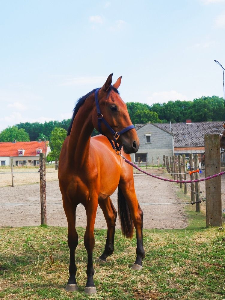 BWP dressuurpaard Ruin 2 jaar Bruin te koop - Hoofdfoto