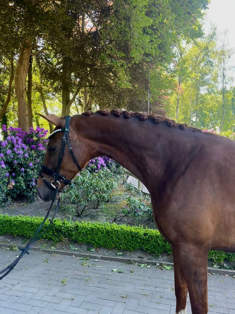 Veelbelovende 4-jarige Dressuurmerrie met Uitzonderlijk Karakter en Beweging