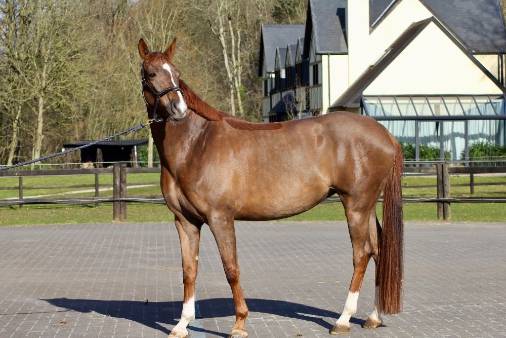 SBS dressuurpaard Merrie 4 jaar Vos te koop - Foto 5