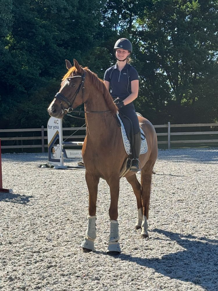 SBS dressuurpaard Merrie 4 jaar Vos te koop - Foto 3