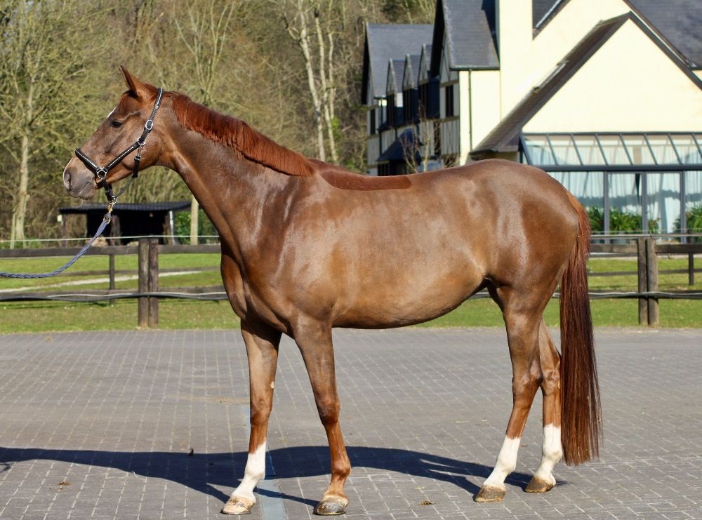 SBS dressuurpaard Merrie 4 jaar Vos te koop - Foto 4