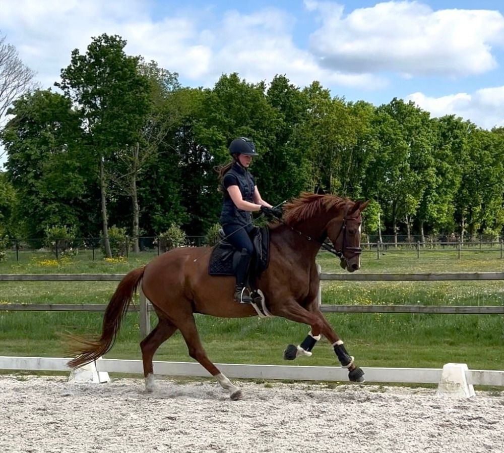SBS dressuurpaard Merrie 4 jaar Vos te koop - Foto 2