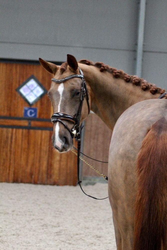 SBS dressuurpaard Merrie 4 jaar Vos te koop - Foto 6