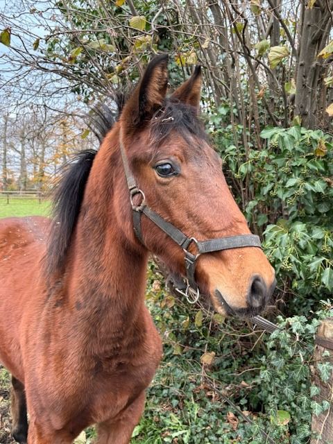 KWPN springpaard Hengst 1 years old Bruin for sale - Main photo