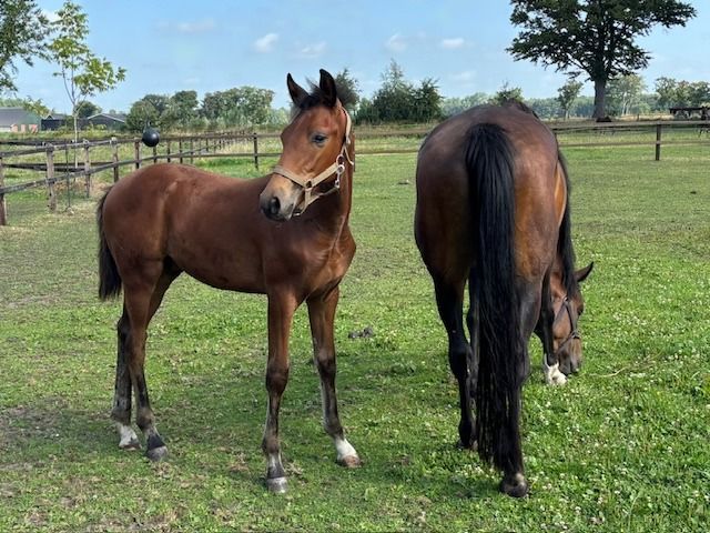 KWPN springpaard Hengst 1 years old Bruin for sale - Photo 4