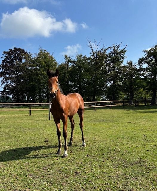 KWPN springpaard Hengst 1 years old Bruin for sale - Photo 5