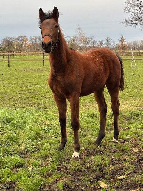 KWPN springpaard Hengst 1 years old Bruin for sale - Photo 3