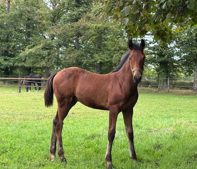 KWPN springpaard Hengst 1 years old Bruin for sale - Photo 2