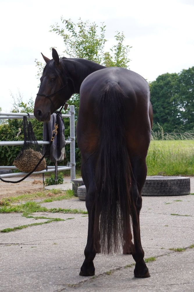 Ander stamboek allrounder Hengst 4 years old Donkerbruin for sale - Photo 2