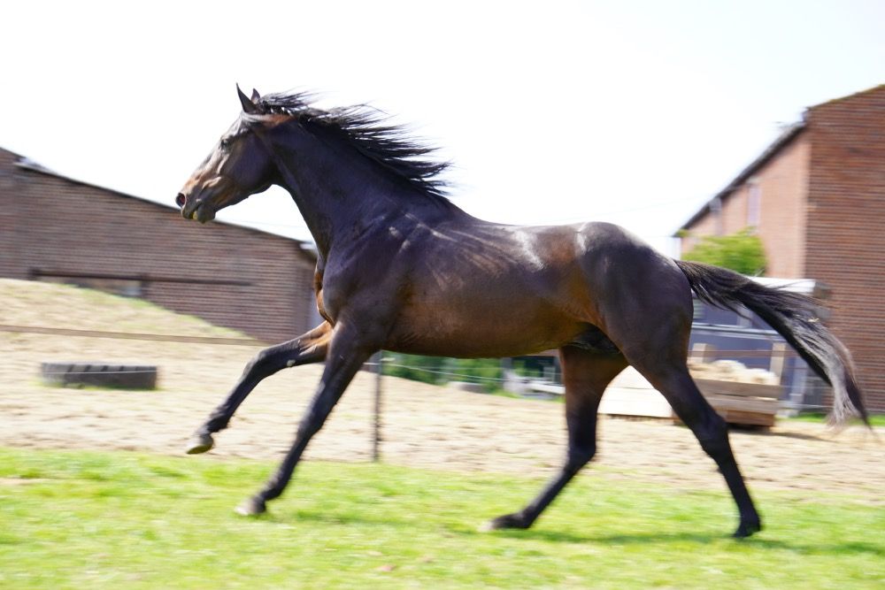 Ander stamboek allrounder Hengst 4 years old Donkerbruin for sale - Photo 3