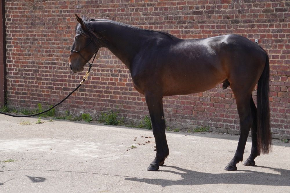 All-round eventing brave beautiful 4.5yo from own breeding